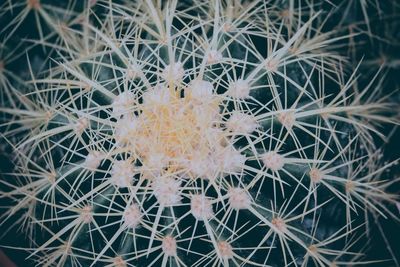 Full frame shot of cactus