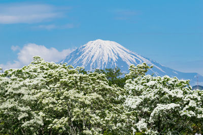 Panoramic view of trees and mountains against blue sky