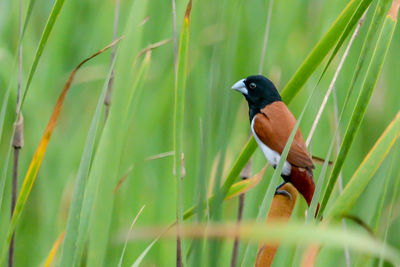 Bird perching on a field