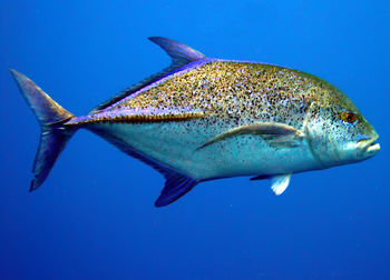 Fish swimming in sea