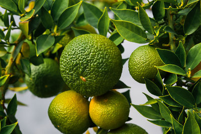 Green tangerines sing on a tree in the garden, selective focus on fruits, product advertising