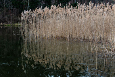 Scenic view of lake in forest