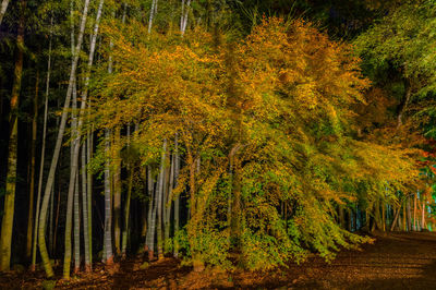 Trees in forest during autumn