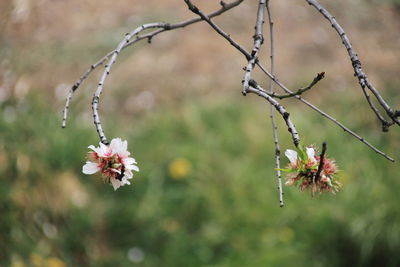 Almond tree flowers