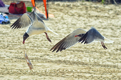 View of birds flying