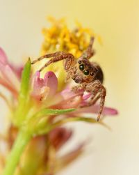 Close-up of spider on flower