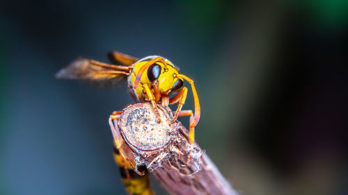 Close-up of spider