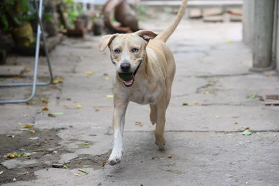 Close-up portrait of dog