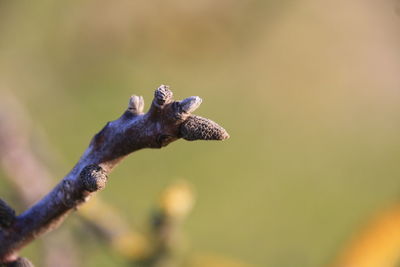 Close-up of a lizard on a plant