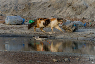 Reflection of water in puddle