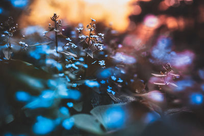 Close-up of flowers blooming outdoors during sunset