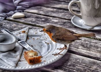 Close-up of robin by leftovers in plate on table