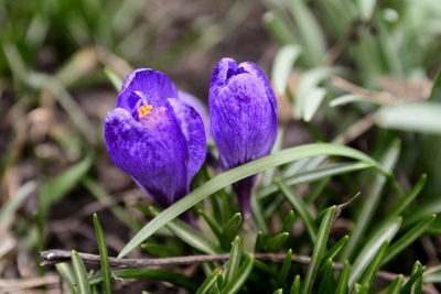 Close-up of purple crocus flower