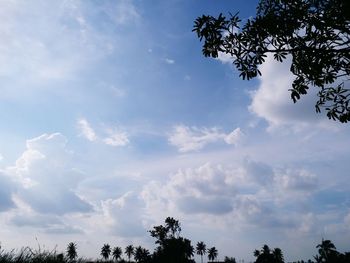 Low angle view of tree against sky