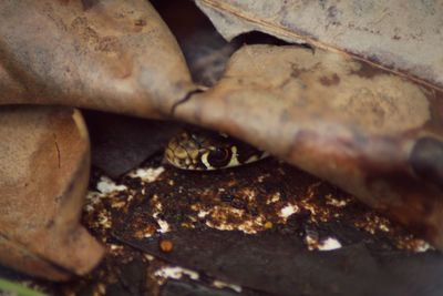 Full frame shot of mushrooms