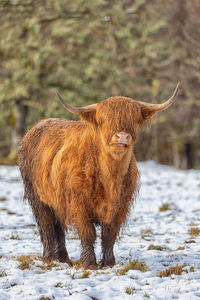 Scottish highland cow standing in snow