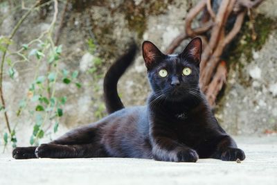 Portrait of black cat sitting on road