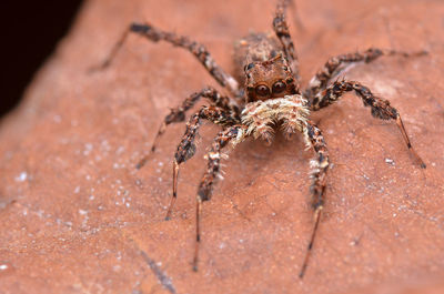 Close-up of spider