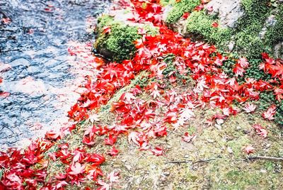 High angle view of red flowering plant