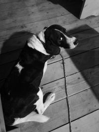 High angle view of dog sitting on wooden floor