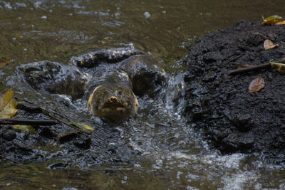 High angle view of duck swimming in sea