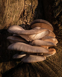 Close-up of mushrooms