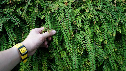 Cropped image of hand holding plant