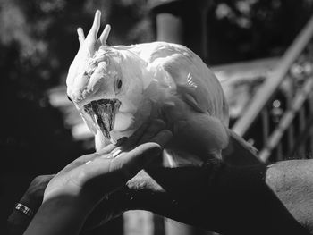 Close-up of hand holding bird