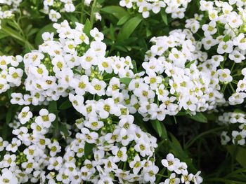 Close-up of white flowering plants