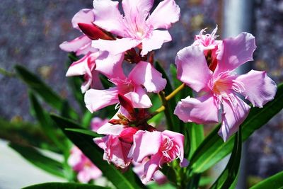 Close-up of pink flowers