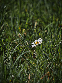 Close-up of white flowering plant on field