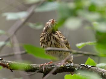 Close-up of bird perching on branch