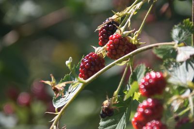 Close-up of red berries growing on tree