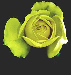 Close-up of rose plant against black background