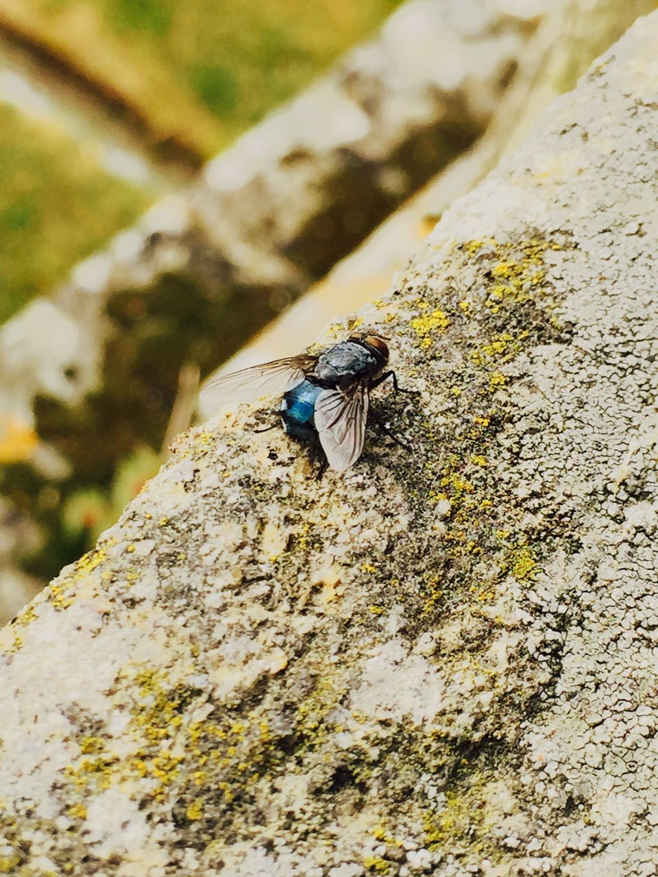 one animal, animal themes, animals in the wild, insect, wildlife, close-up, selective focus, rock - object, focus on foreground, high angle view, outdoors, textured, nature, day, no people, full length, sunlight, rough, zoology, wall - building feature
