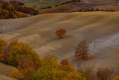 View of autumn trees on landscape