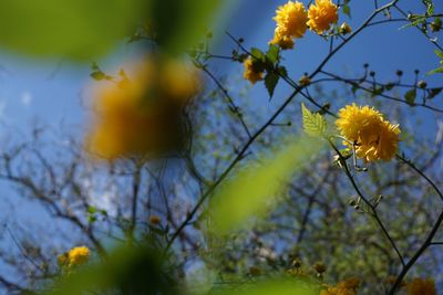 Low angle view of flowering plant against sky