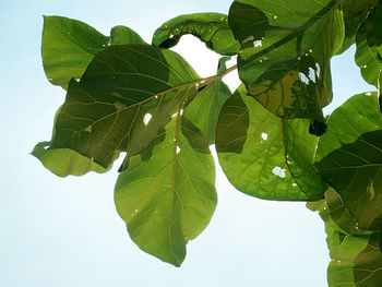 Low angle view of green leaves