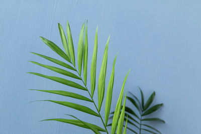 Close-up of fresh green plant against white background