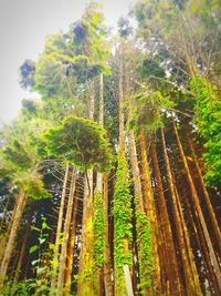 Low angle view of fresh green plant in forest