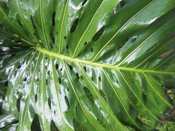 Full frame of leaves