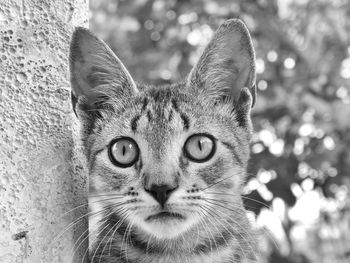 Close-up portrait of cat