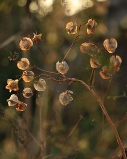 Close-up of flowers on tree