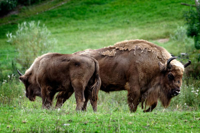 Horses grazing on grass