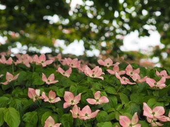 Close-up of pink flowering plants