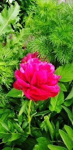 High angle view of pink flowering plant