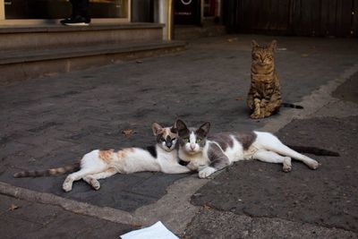 Portrait of cats lying on footpath