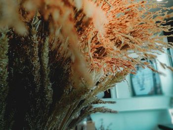 Close-up of tree during winter