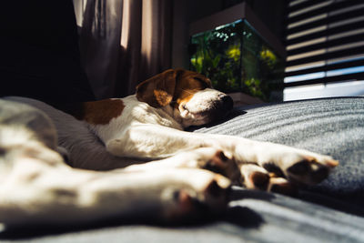 Dog sleeping on bed at home