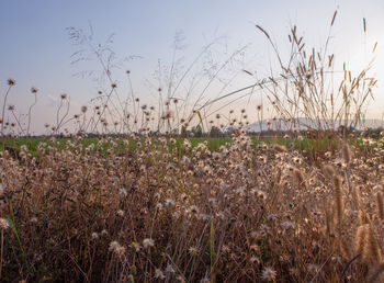 Plants growing on field against sky